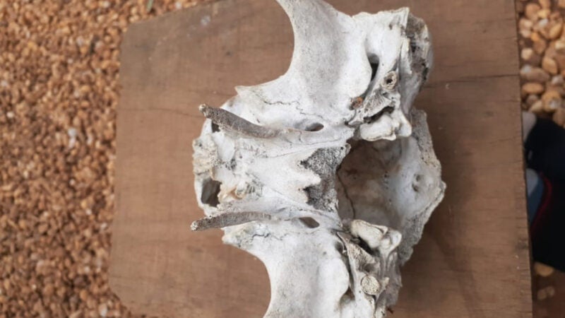 Em Guarantã do Norte fazendeiro acha crânio e crê que é de E.T.; especialista acredita ser bovídeo jovem