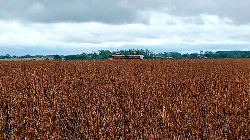 Estimativa de produtividade da soja em MT tem leve aumento, aponta novo levantamento