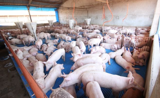 Acrismat e UFMT estudam impacto da suinocultura nos solos no Estado