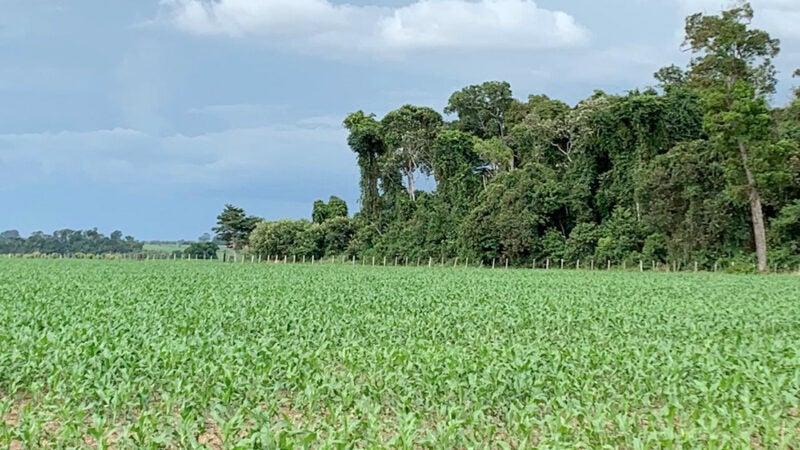 Preço do milho tem pequena alta em Mato Grosso