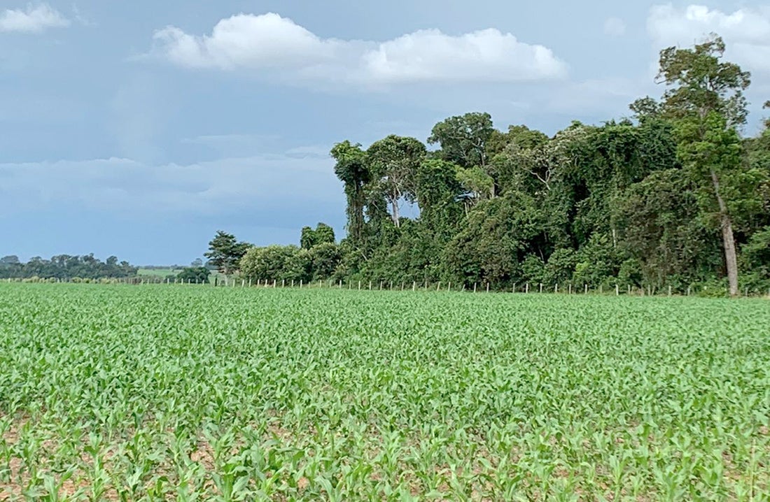 Preço do milho tem pequena alta em Mato Grosso