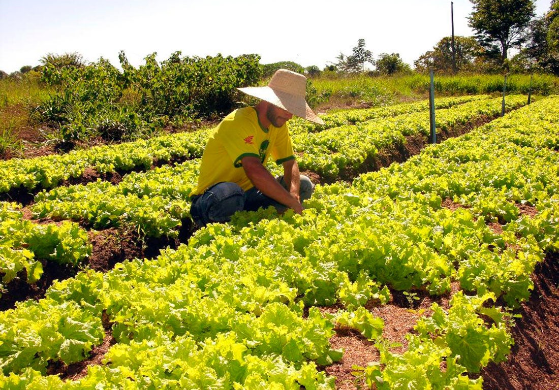 Parcela do Programa Fomento Produtivo para pequenos produtores de MT será liberada 2ª feira