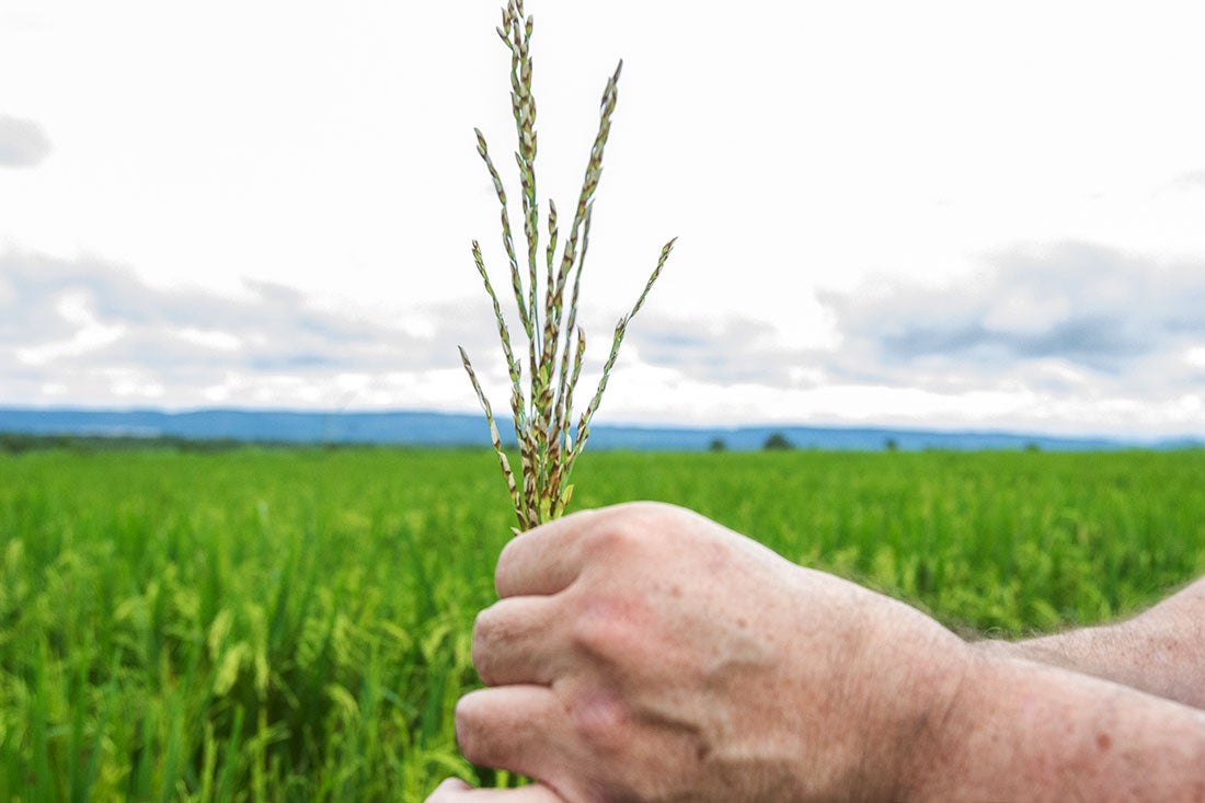 Conab revisa dados, cita “excelente produtividade” e projeta produção arroz ainda maior em MT