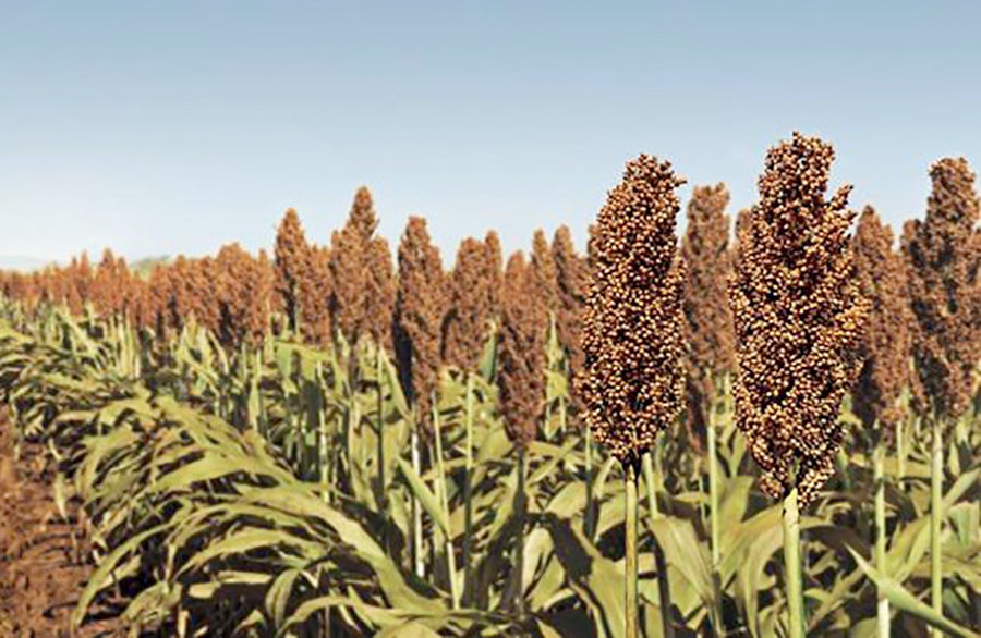 Com atraso na colheita da soja, sorgo e consórcios forrageiros são opções para 2ª safra em Mato Grosso