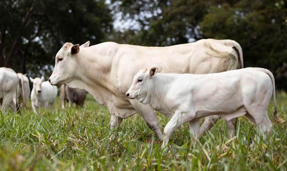 Cotação do boi e da vaca gorda em Mato Grosso tem alta ‘mais amena’