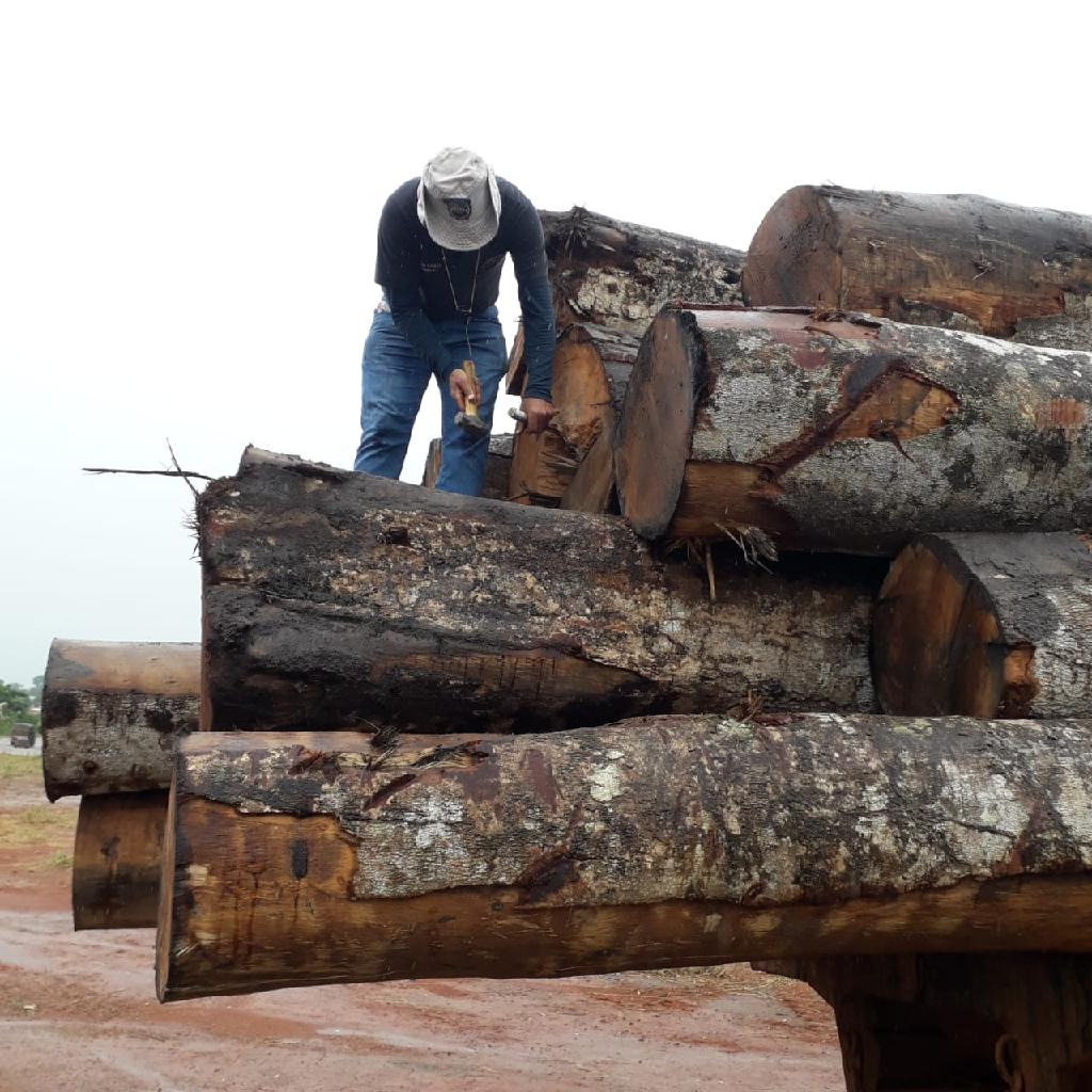 Atividade de identificação de madeira do Indea MT é referência nacional