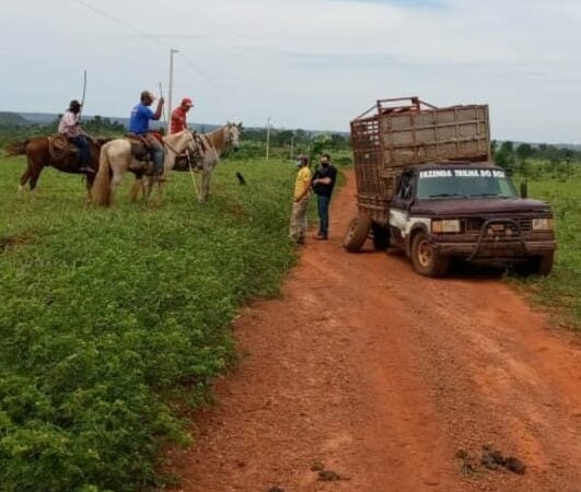Gado furtado é recuperado e dois suspeitos são presos em flagrante pela Polícia Civil
