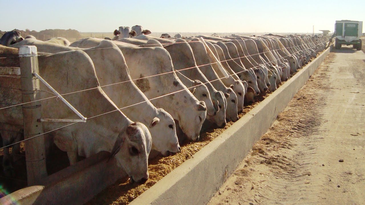 Custo para recria e engorda de gado em Mato Grosso sobe 35% no trimestre