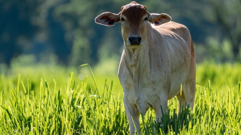 Ágio da arroba do bezerro sobre boi gordo pressiona poder de compra do pecuarista