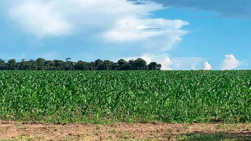 Cotações do milho em Mato Grosso podem continuar sendo ‘puxadas para cima’ e sustentar preços do DDG