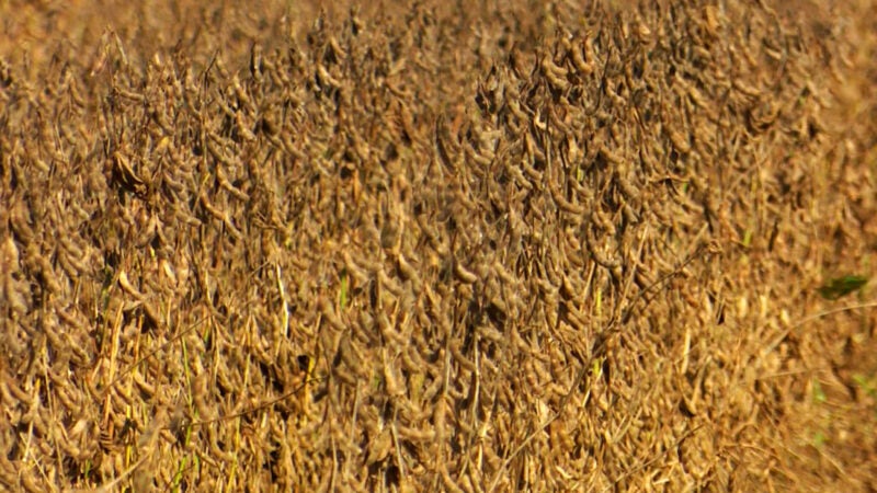 Soja tem leve alta em Mato Grosso e vai a R$ 155