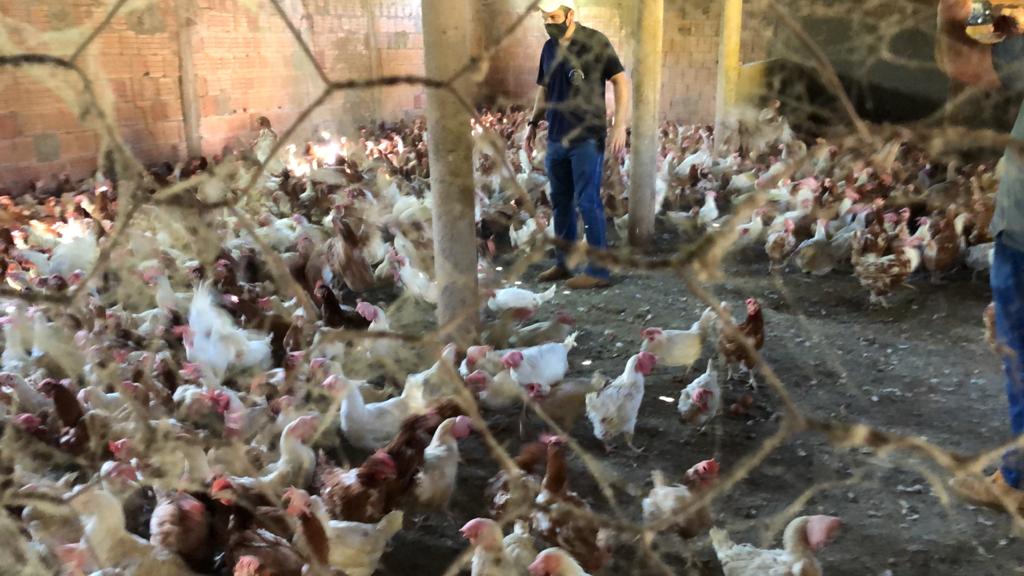Polícia Civil e fiscais sanitários flagram abatedouro clandestino de aves em Várzea Grande