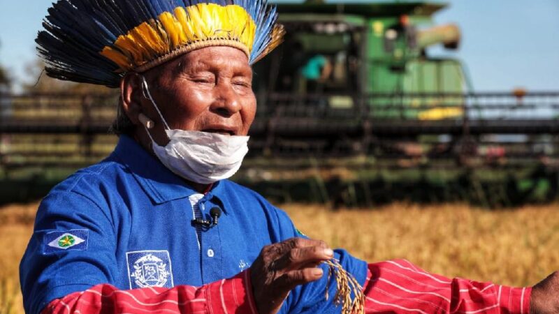 Xavantes dão início à primeira colheita de arroz: “É isso que queremos”