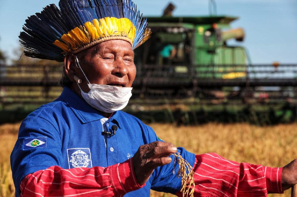 Xavantes dão início à primeira colheita de arroz: “É isso que queremos”