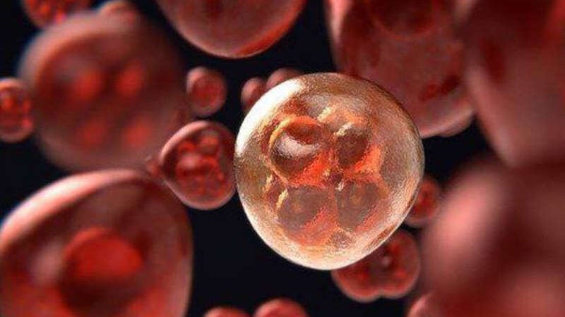 Revolução no tratamento: células do próprio corpo controlam e matam o câncer