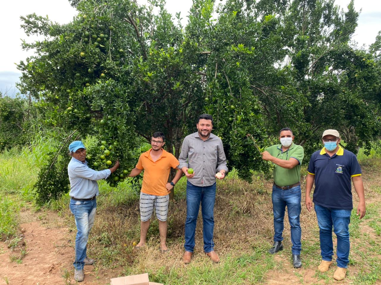 Agricultura familiar investe em produção de citros em Colíder
