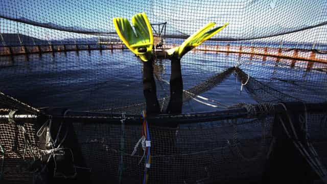 Tecnologias da Embrapa aproximam aquicultura do mercado internacional