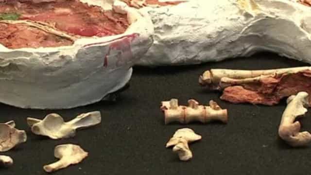 Obra em rodovia descobre fósseis de dinossauros no interior de SP