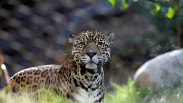 Onças da Amazônia vivem em árvores durante um terço do ano, mostra estudo