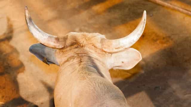 Devido à Covid-19, cidade na Espanha cancela corrida de touros pelo 2º ano consecutivo