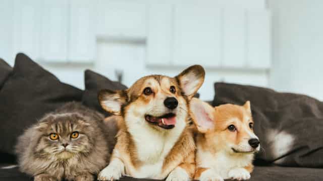 Pesquisa mostra taxa maior de infecção de animais pela covid-19