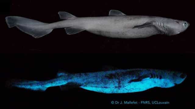 Descobertas três espécies de tubarões que brilham no escuro