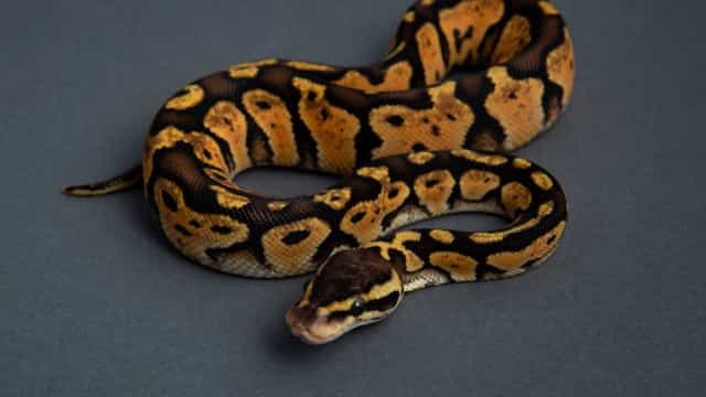 Cobra píton fêmea ataca cuidador no rosto para proteger ovos