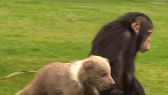 Chimpanzé e urso bebê tornam-se melhores amigos em Zoo da Turquia