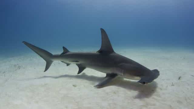Espécie rara de tubarão-martelo é avistada no litoral da Paraíba