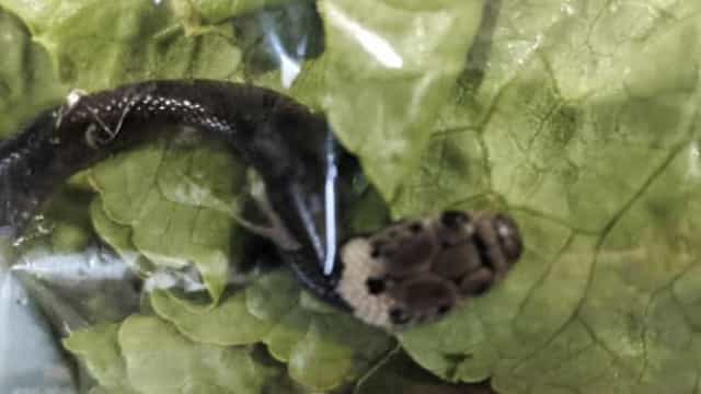 Homem encontra cobra dentro de alface comprada em supermercado