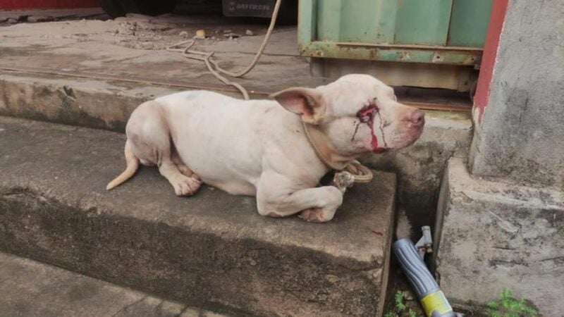Bombeiros resgatam cadela com os dois olhos furados em Guarantã do Norte