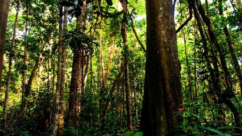 Mato Grosso fecha mês de abril com redução de 18% nos alertas de desmatamento