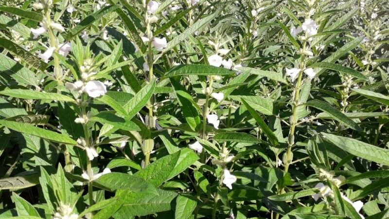 Cultivo orgânico de gergelim e algodão colorido auxilia agricultores a exportarem produção