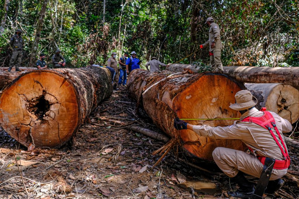 Governo de MT disponibiliza canais de atendimento virtual para denúncia de crimes ambientais