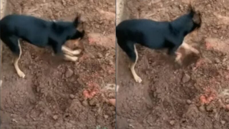 Pinscher cava buraco, mostra drogas à polícia e entrega traficante