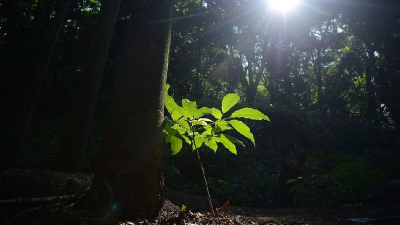 Semana do Meio Ambiente homenageia vítimas da Covid-19 em Mato Grosso