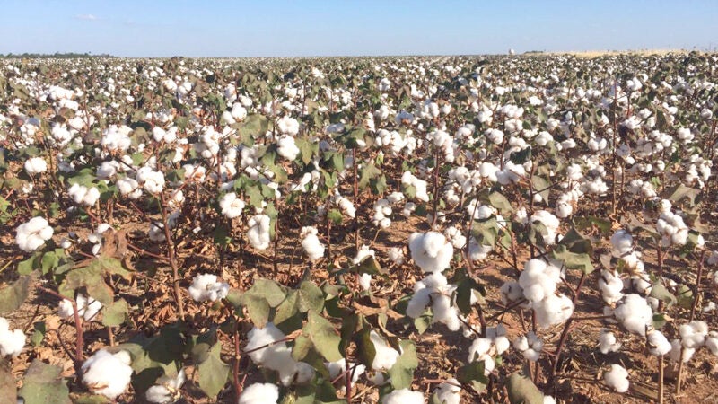 Parte do plantio de algodão na segunda safra em Mato Grosso ficou fora da janela ideal