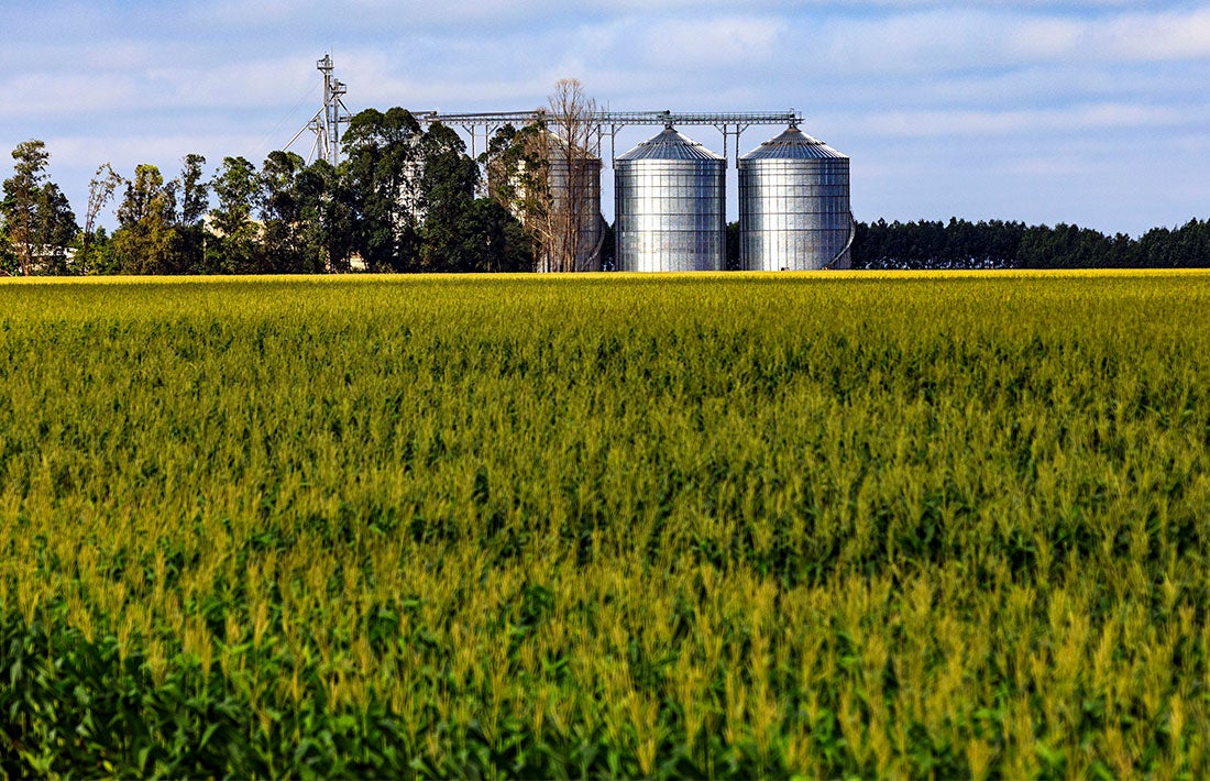Milho disponível em Mato Grosso sobe 2,9% e mercado futuro também tem valorização