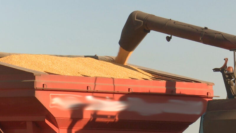 Milho disponível em Mato Grosso cai 2,3% e preço médio da saca vai a R$ 75