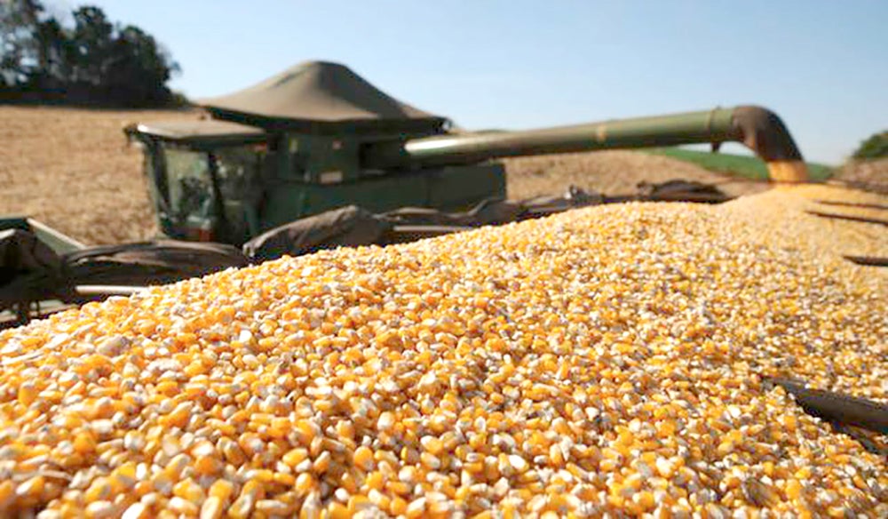 Preço do milho em Mato Grosso cai 3% e fecha em média a R$ 77