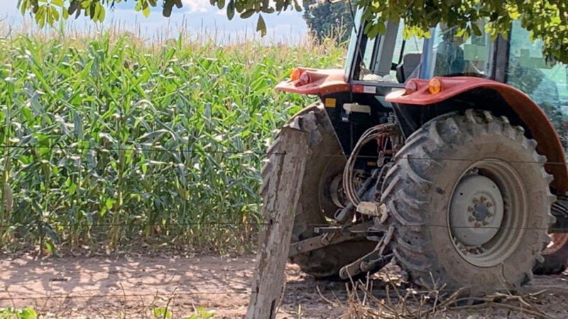 Falta de chuvas em Mato Grosso reduz estimativa de produtividade do milho