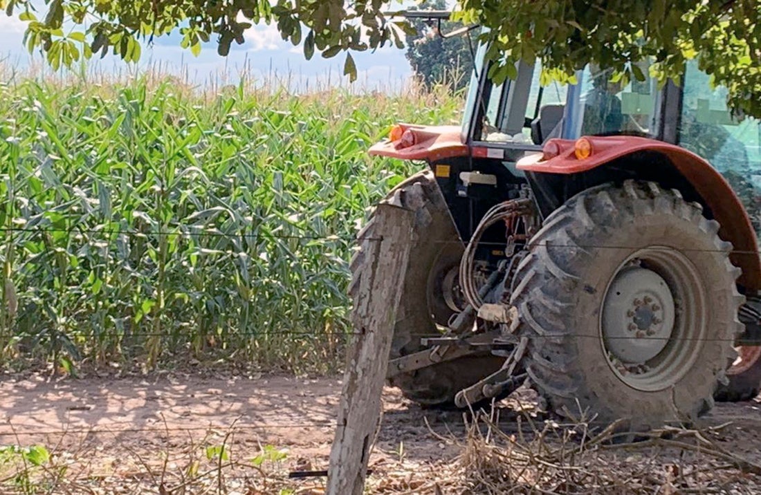 Falta de chuvas em Mato Grosso reduz estimativa de produtividade do milho