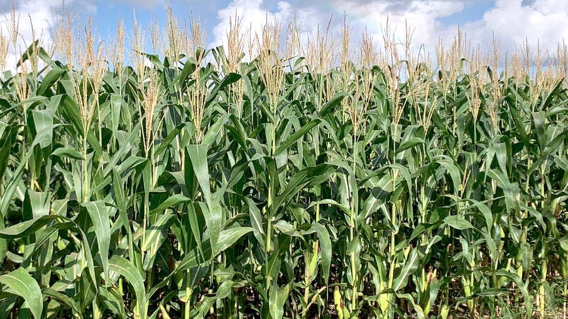 Milho negociado em Mato Grosso tem preço 129% maior que no mesmo período de 2020, aponta IMEA