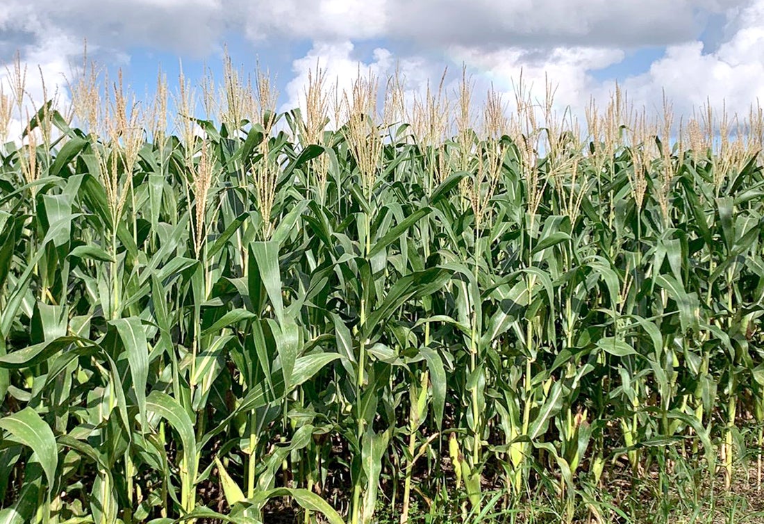 Milho negociado em Mato Grosso tem preço 129% maior que no mesmo período de 2020, aponta IMEA