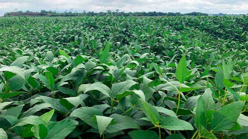 Novo levantamento aponta safra da soja em Mato Grosso 4,8% maior