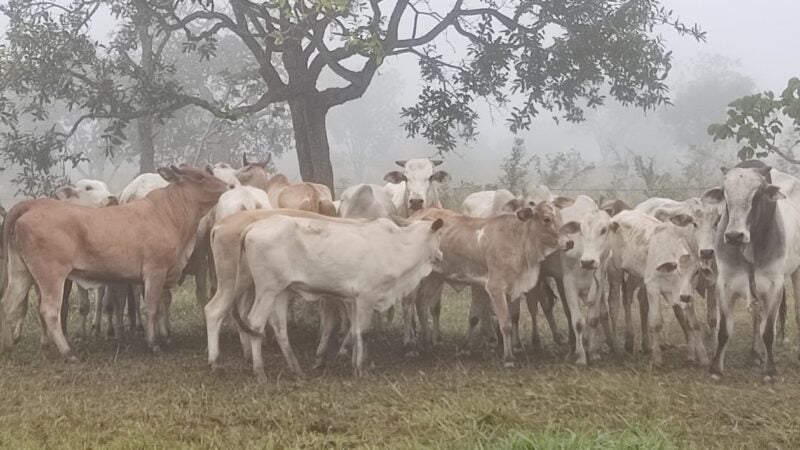 Gado e veículo roubados de fazenda são recuperados pela Polícia Civil