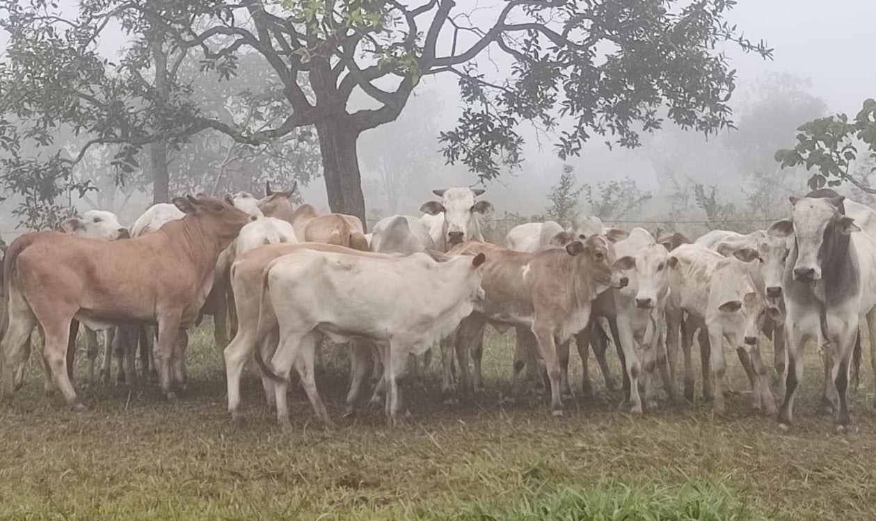 Gado e veículo roubados de fazenda são recuperados pela Polícia Civil