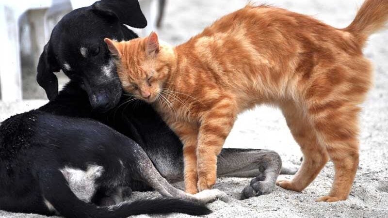 Fiocruz identifica anticorpos contra coronavírus em cão e gato no RJ