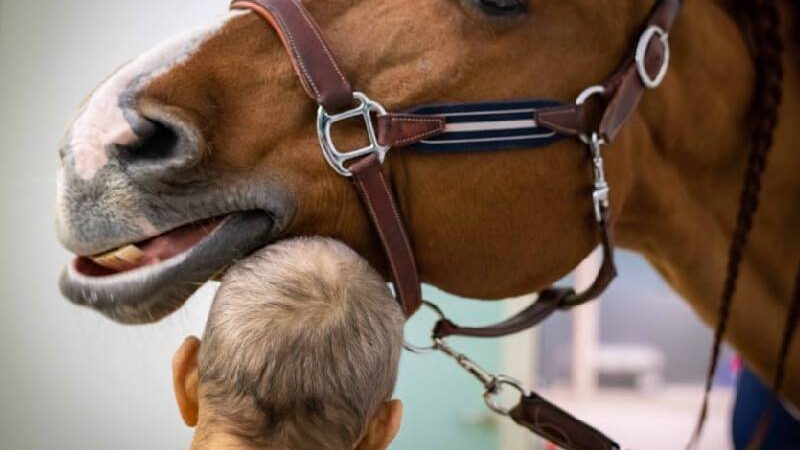Cavalo terapeuta procura pacientes terminais e leva conforto [vídeo]
