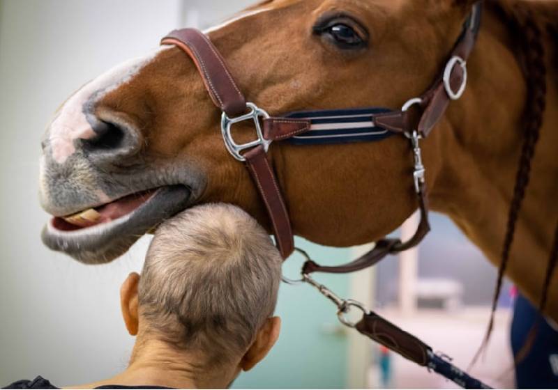 Cavalo terapeuta procura pacientes terminais e leva conforto [vídeo]
